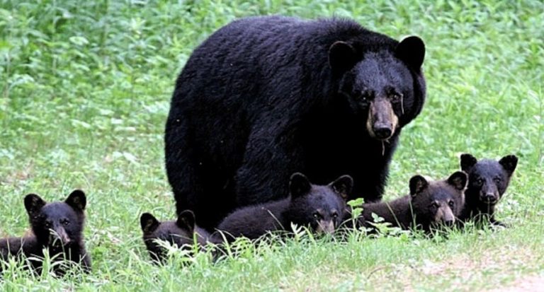 الدب الاسيوي  Mama-bear-cubs-final-768x413