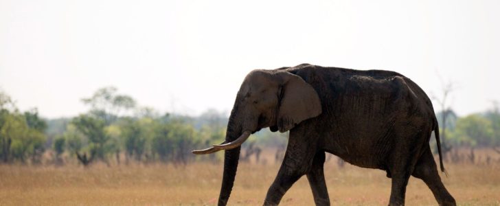 معلومات عن الفيل La-na-trump-elephants-20171117-728x300