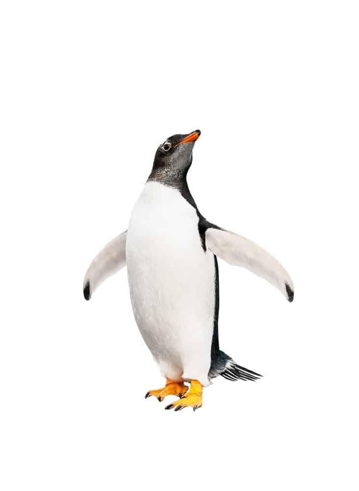 البطريق جنتو Gentoo-penguin-1