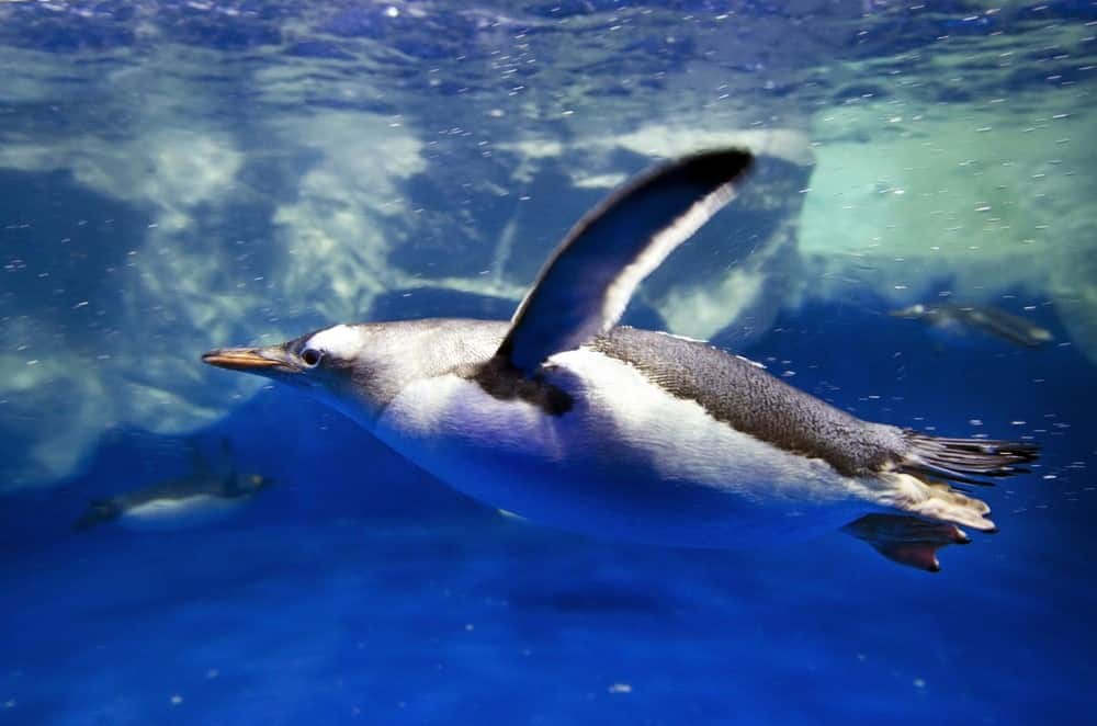 البطريق جنتو Gentoo-penguin-2