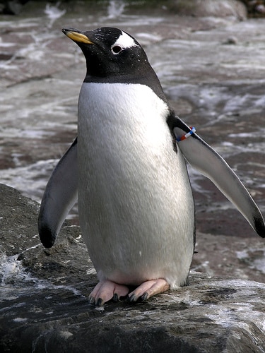 البطريق جنتو Gentoo_penguin