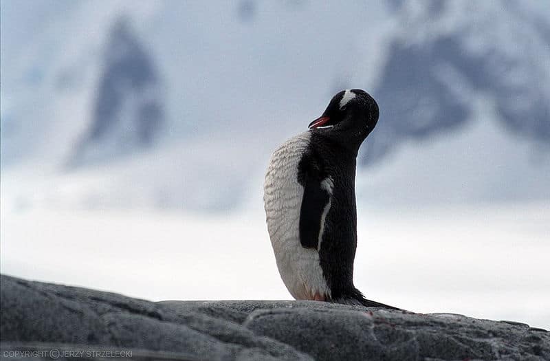 البطريق جنتو Gentoo_penguin4