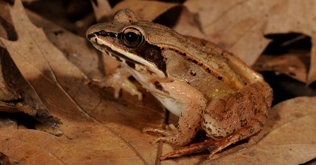 الضفدع الخشبي Wood Frog - معلومات عنها طرق العيش الغذاء بيئتها التربية ...