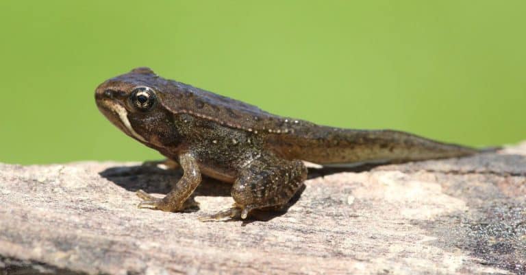 الضفدع الخشبي Wood Frog معلومات عنها طرق العيش الغذاء بيئتها التربية