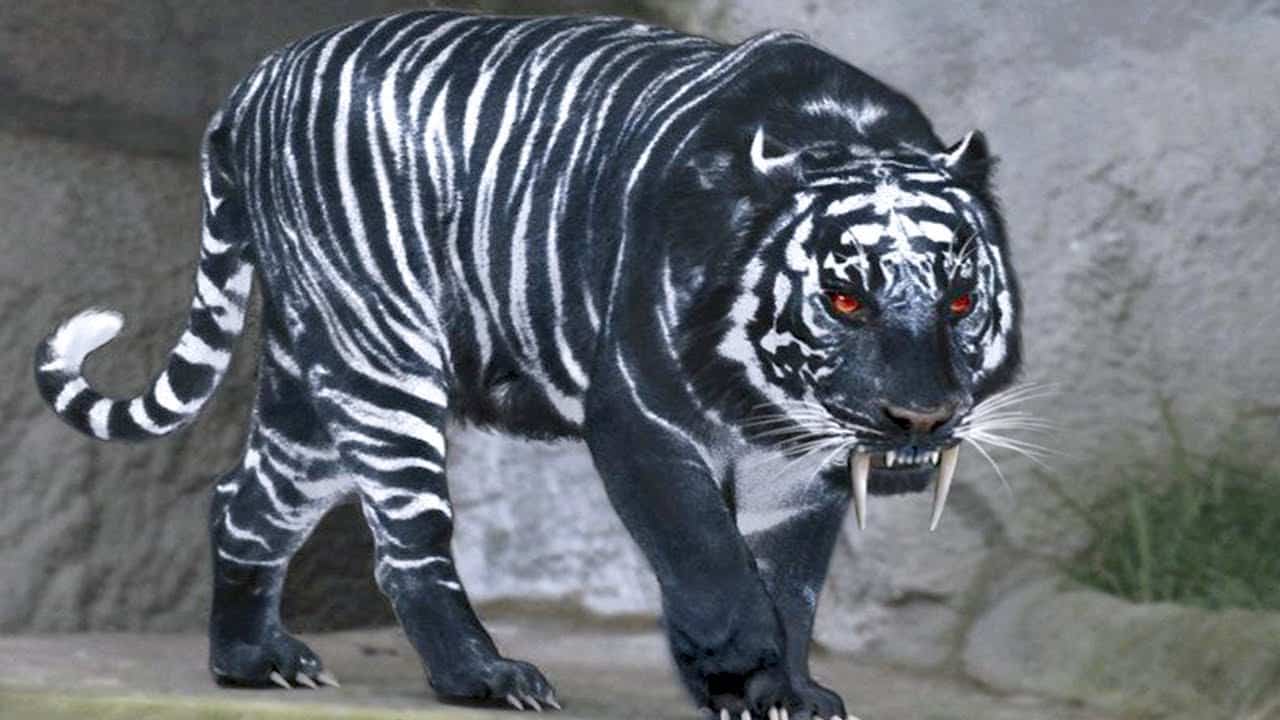 lion black panther hybrid